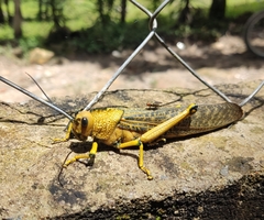 Tropidacris cristata