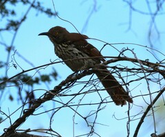 Toxostoma longirostre