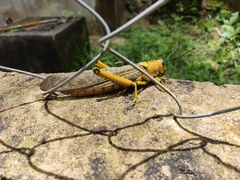 Tropidacris cristata