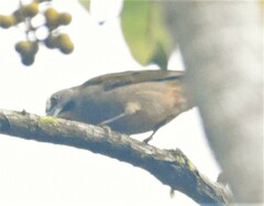 Saltator maximus