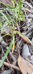 Caesia calliantha