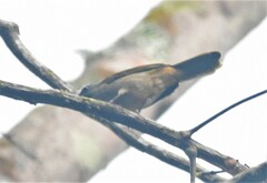 Saltator maximus