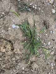 Setaria