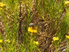 Anthophora urbana