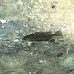 Actinopterygii