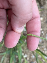 Setaria