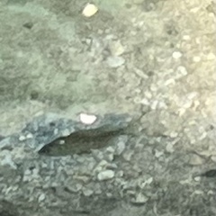 Actinopterygii