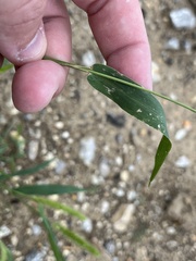 Setaria