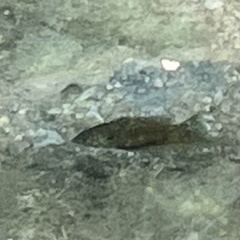 Actinopterygii