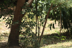 Thryomanes bewickii