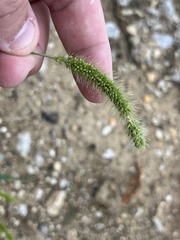 Setaria