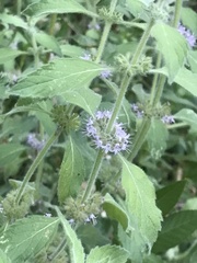 Mentha canadensis