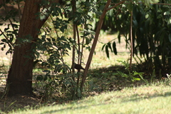 Thryomanes bewickii