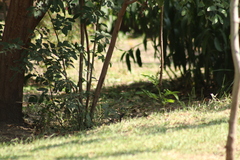 Thryomanes bewickii