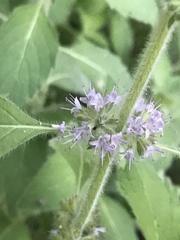 Mentha canadensis
