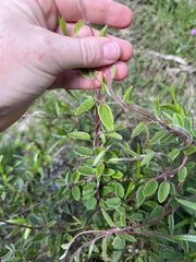Marianthus bignoniaceus