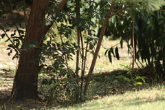 Thryomanes bewickii