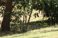 Thryomanes bewickii