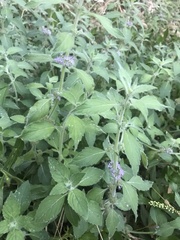 Mentha canadensis