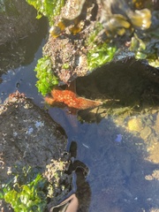 Dermasterias imbricata