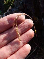 Vahlodea atropurpurea