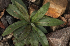 Pilosella officinarum