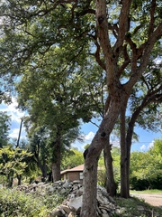 Quercus sinuata