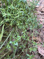 Gonocarpus tetragynus