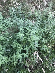 Mentha canadensis