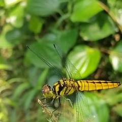 Lyriothemis