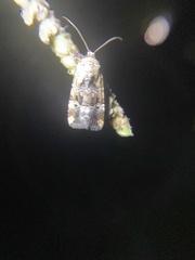 Elaphria chalcedonia