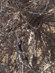 Phrynosoma platyrhinos