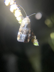 Elaphria chalcedonia