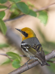 Olive Warbler photo 5