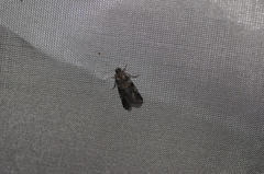 Acrobasis tricolorella