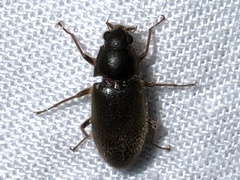 Pelonomus obscurus
