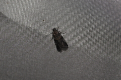 Acrobasis tricolorella