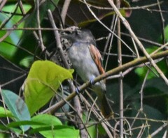 Pachyramphus homochrous