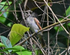 Pachyramphus homochrous