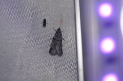 Acrobasis tricolorella