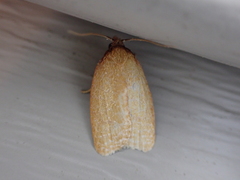 Sparganothis distincta