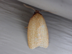 Sparganothis distincta