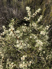 Hakea rugosa
