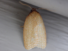 Sparganothis distincta