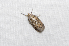 Philobota baryptera