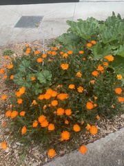 Calendula officinalis