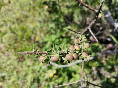 Sarcomphalus obtusifolius