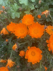 Calendula officinalis