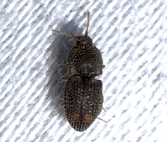 Rismethus squamiger