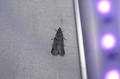 Acrobasis tricolorella